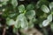 Purslane plant also calledÂ Kulfa, GholÂ orÂ Luni Saag is one of those summer leafy green vegetables, India , Oman, Pakistan